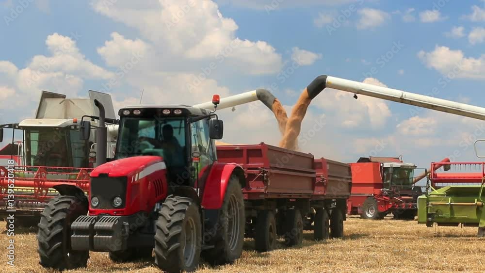 Combine harvesters transferring freshly harvested wheat to tractor-trailer for transport Combine harvesters transferring freshly harvested wheat to tractor-trailer for transport