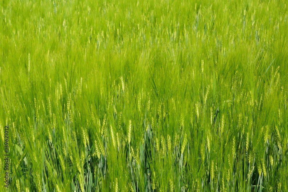 Junges Getreide im Feld