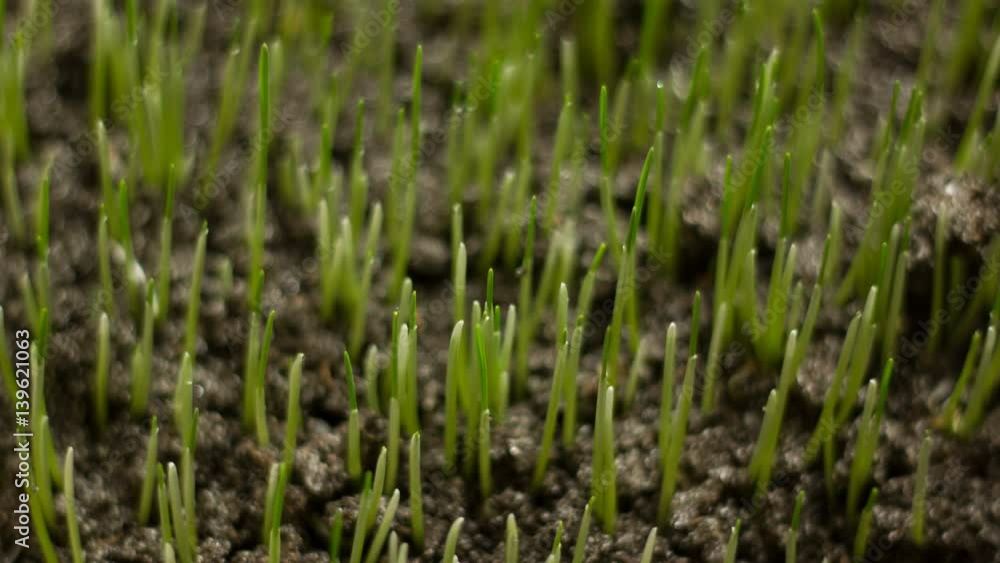 Growing Wheat Seeds Agriculture Timelapse Growing Wheat Seeds Agriculture Timelapse