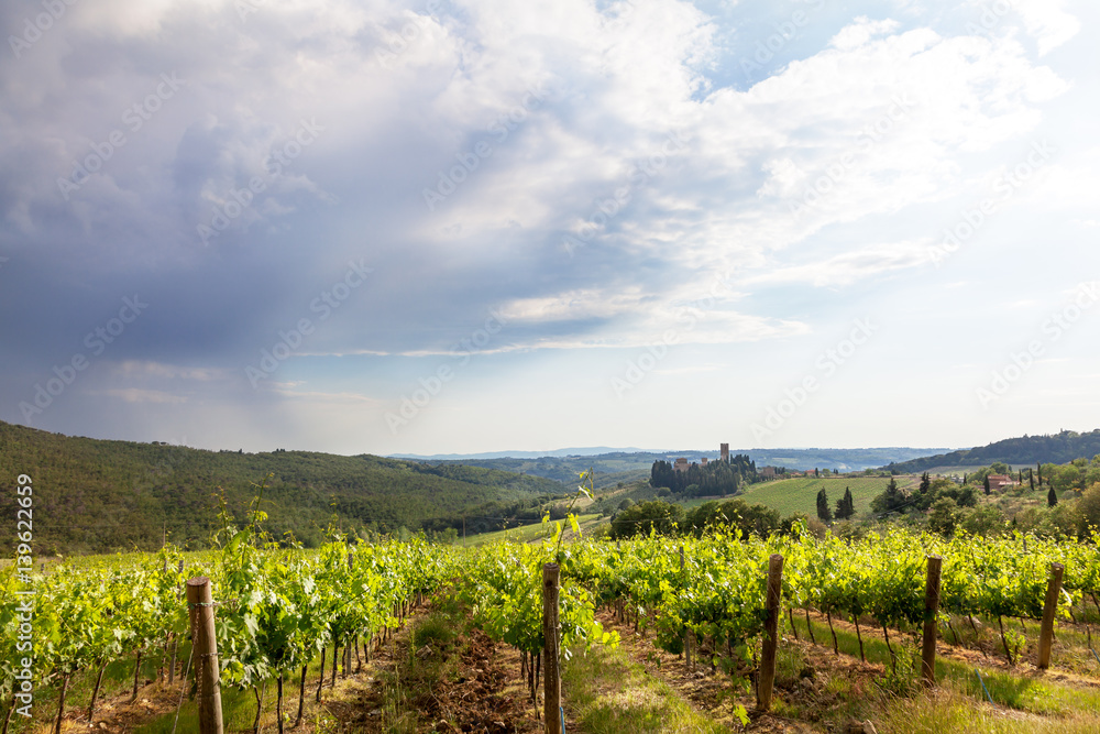 Naklejka premium Weinberg in der Toskana