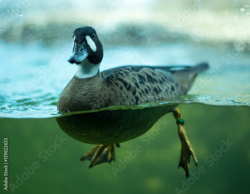 Duck floating in water