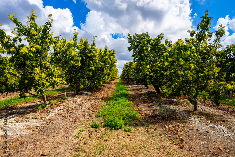 Naklejka premium Flowering mango grove