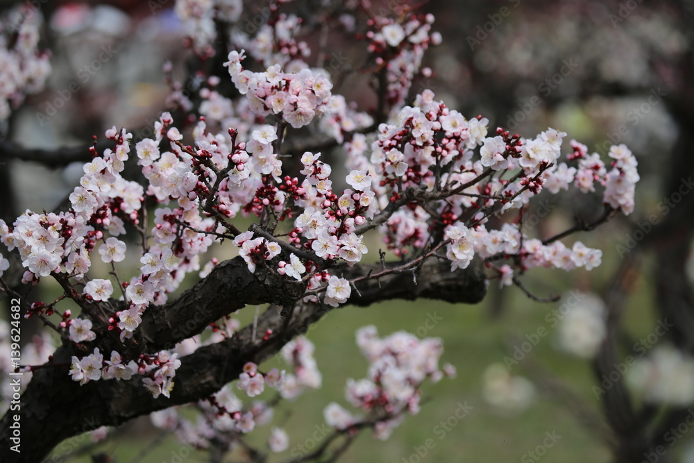 Fototapeta premium 梅の花