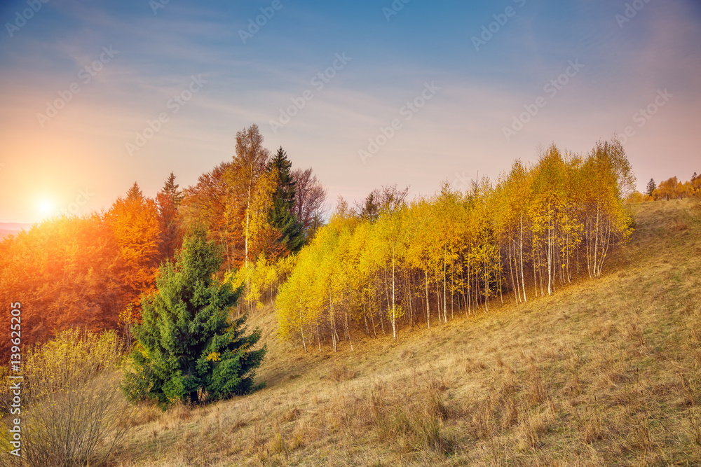 The colorful forest
