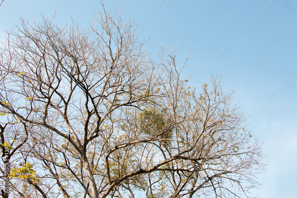group of treetop and green leaf with sky from park group of treetop and green leaf with sky from park