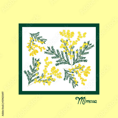 8 March greeting card. International women's day. Hand drawn flowers mimosa.