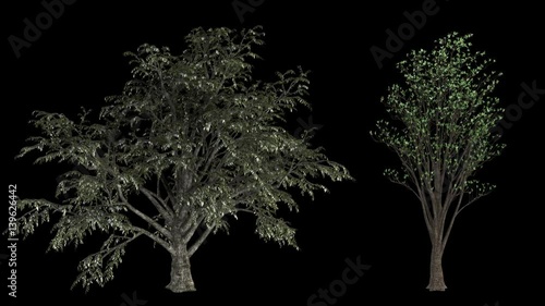 Twelve loop high rendered isolated trees with realistic wind movement a collection every motion designer and architecture designer must have. Each tree is loop perfectly and isolated with alpha mat.