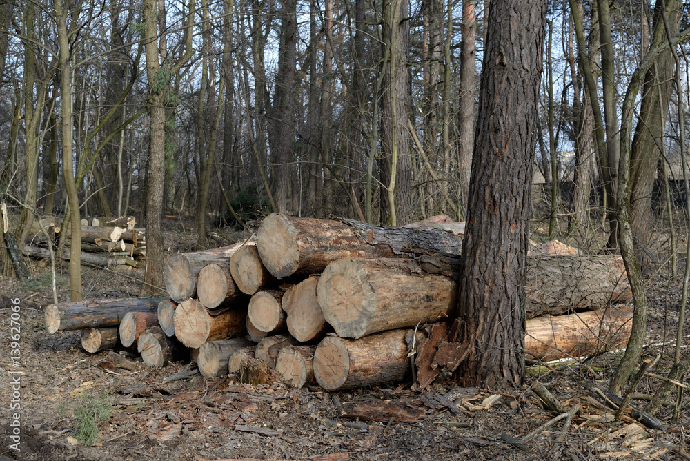 Pile of felled oak logs in the forest Pile of felled oak logs in the forest