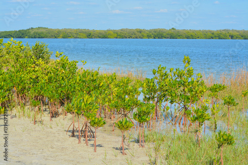 Fototapeta Naklejka Na Ścianę i Meble -  Mangroves on Tampa bay in Florida