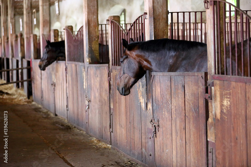Fototapeta Naklejka Na Ścianę i Meble -  Horse in the vintage stable
