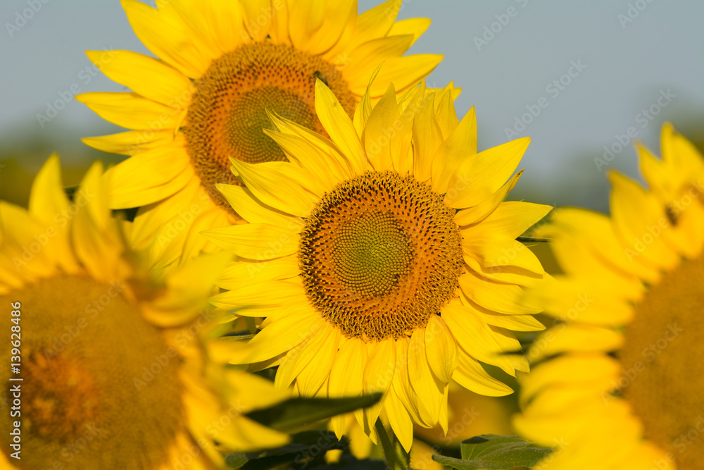 summer sunflower field scene