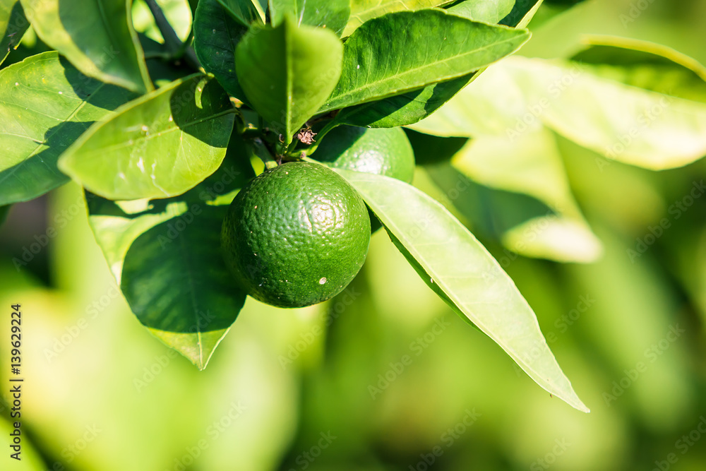 Lime on the tree Stock Photo | Adobe Stock