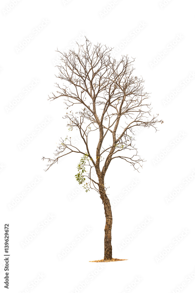 tree isolated on white background. tree isolated on white background.