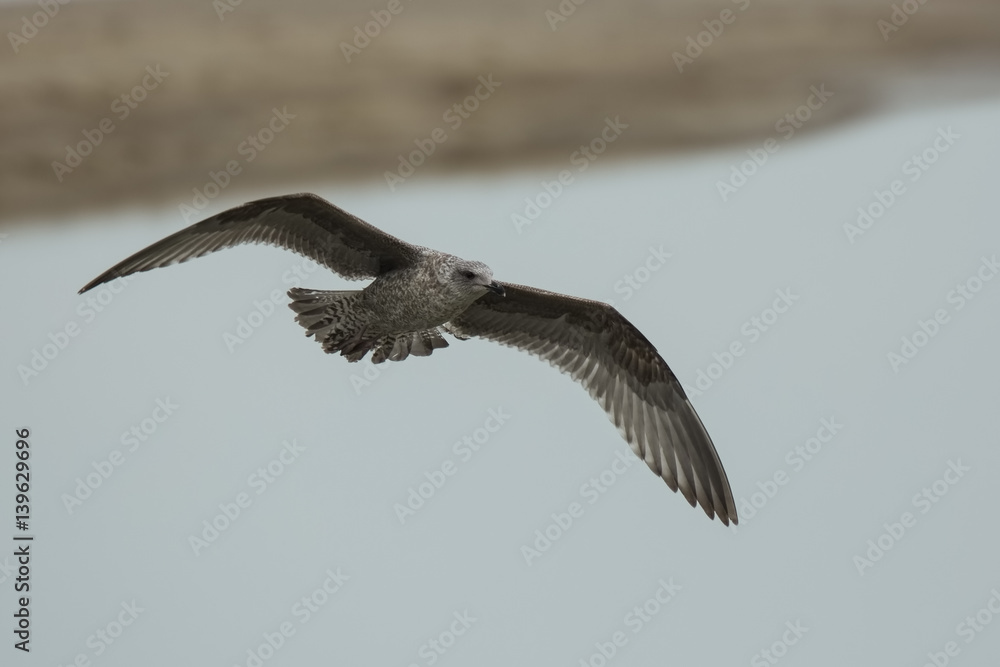Obraz premium Iceland gull Larus glaucoides