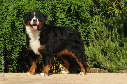 Bouvier Bernese mountain dog portrait