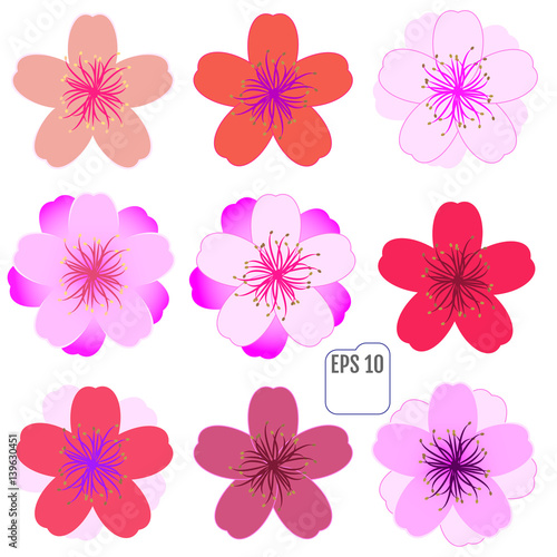 Cherry blossom icon set. Vector