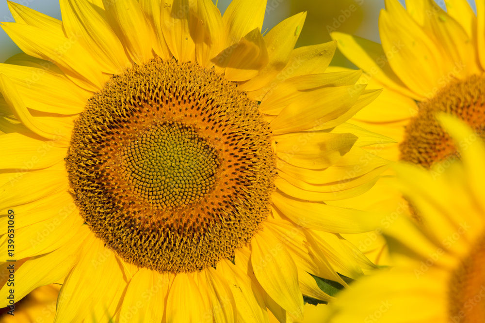 Fototapeta premium letnia scena słonecznikowa