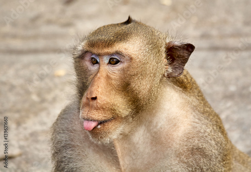 Monkey on the rocks funny close-up Thailand photo
