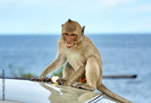 Monkey on the car is eating Thailand © Andrey