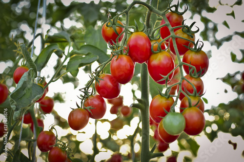 branch of fresh cherry tomatoes hanging on trees in organic farm, Solanum, lycopersicum