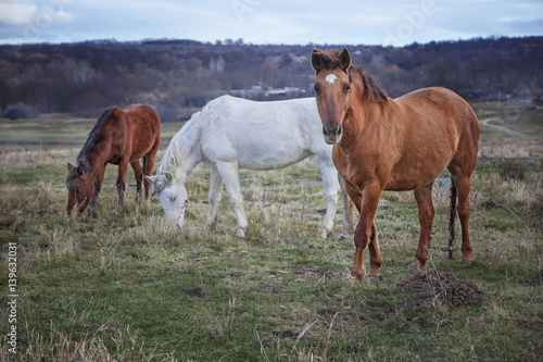 three horses on pasture