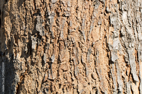 Wooden tree texture and background