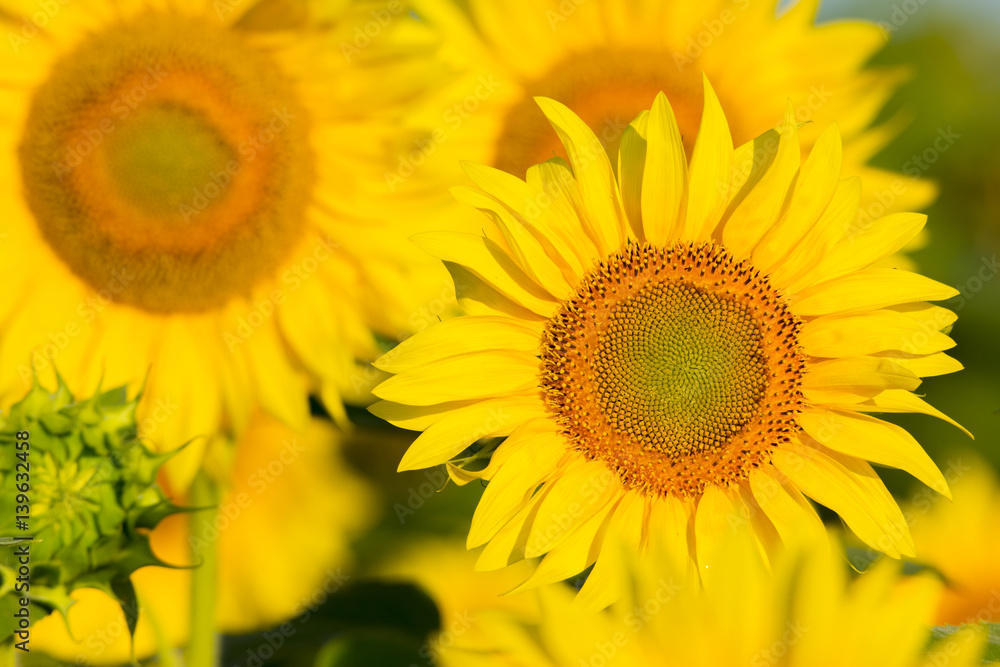 summer sunflower field scene