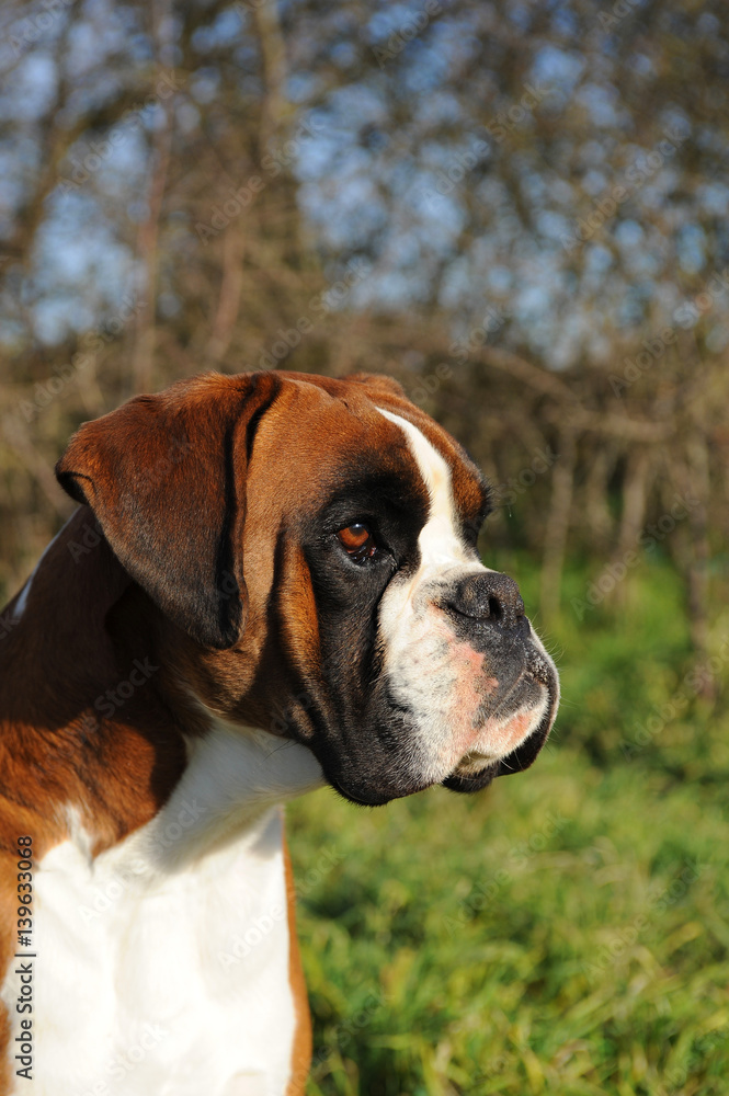 Portrait of dog breed boxer Portrait of dog breed boxer