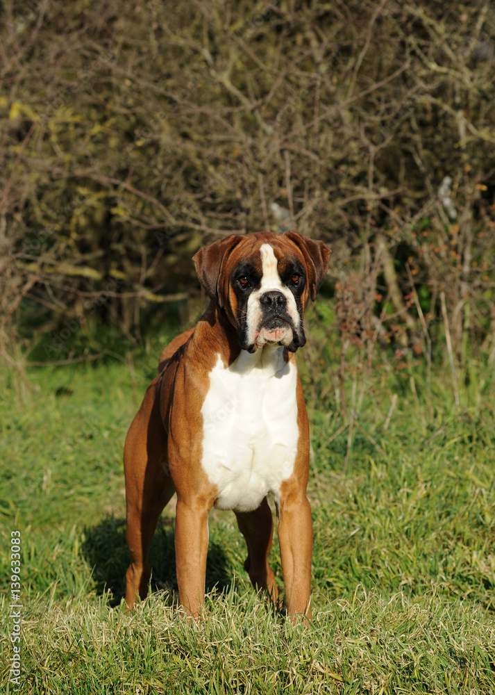 Portrait of dog breed boxer