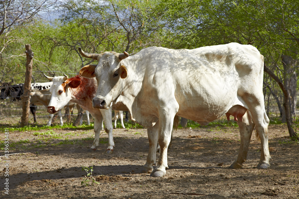 Cows Cows
