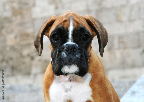 Portrait of puppy dog breed boxer © Ricant Images
