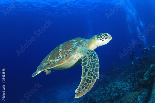 Green Sea Turtle diving in ocean