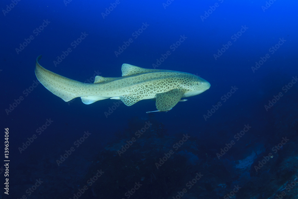 Naklejka premium Leopard Shark (Zebra shark)