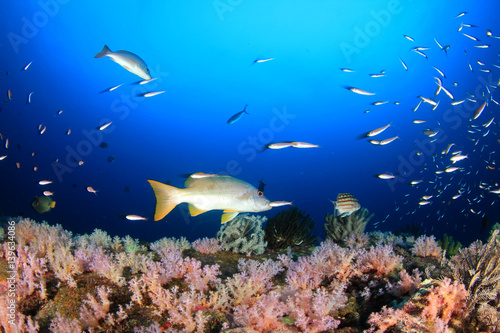 Underwater coral reef and fish in ocean © Richard Carey