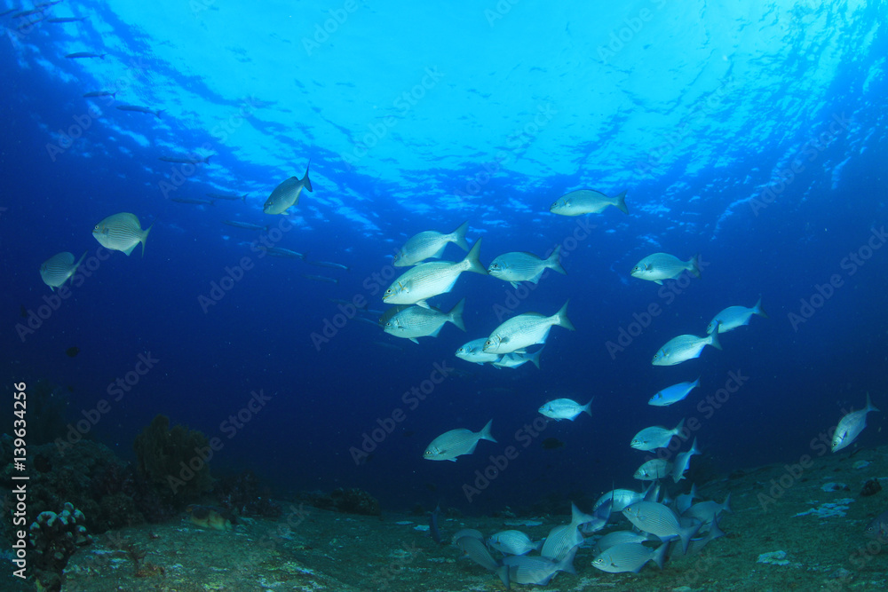 Fototapeta premium Underwater coral reef and fish in ocean
