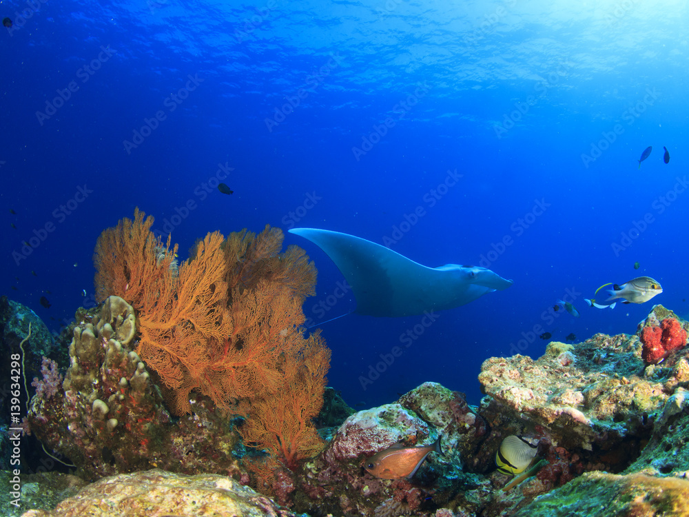 Obraz premium Manta Ray comes to cleaning station. Manta ray swims over coral reef with fish