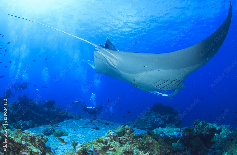 Fototapeta premium Scuba divers and manta ray
