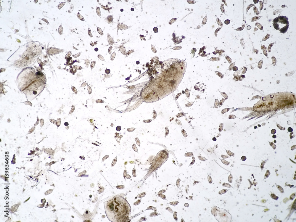 Freshwater aquatic zooplankton under microscope view Freshwater aquatic zooplankton under microscope view