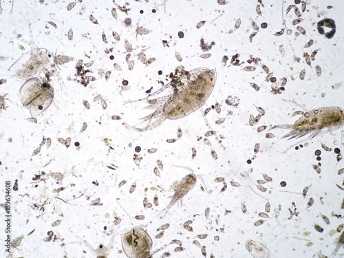 Freshwater aquatic zooplankton under microscope view photo