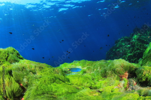 Fototapeta Naklejka Na Ścianę i Meble -  Green algae on underwater rocks in ocean