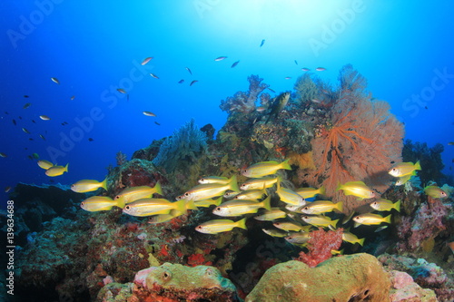 Fototapeta Naklejka Na Ścianę i Meble -  School of fish on coral reef underwater 