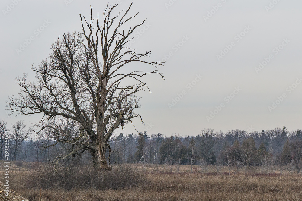 custom made wallpaper toronto digitalGloomy