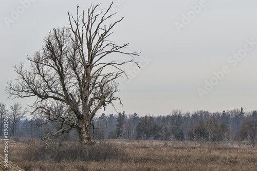 Wallpaper Mural Gloomy Torontodigital.ca