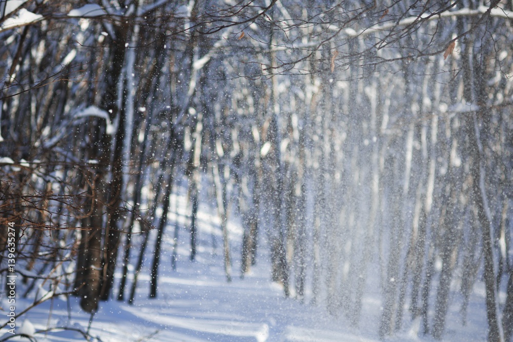 Fototapeta premium Winter landscape.