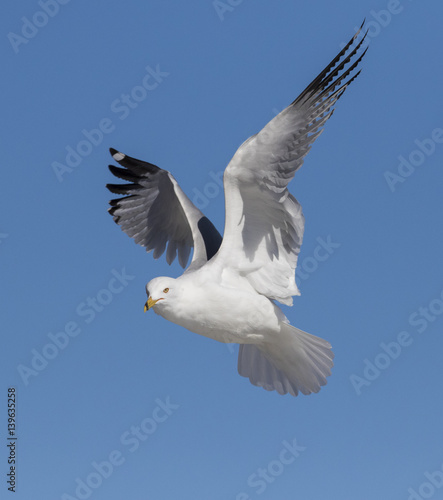 Fototapeta Naklejka Na Ścianę i Meble -  Ring billed gull in flight