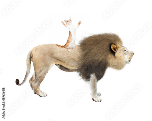 Cat Riding on Lion's Back