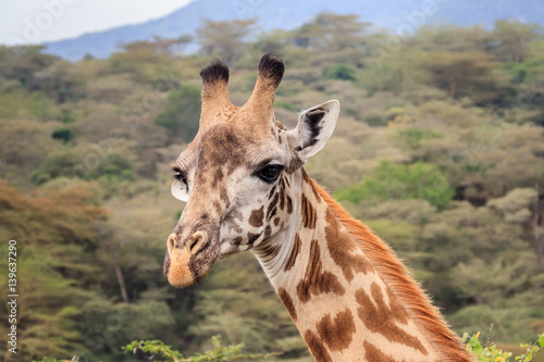 Giraffe in Arusa National Park