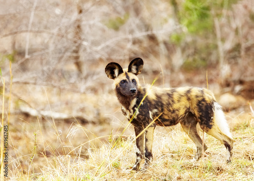 Endangered Wild Dog in South Africa