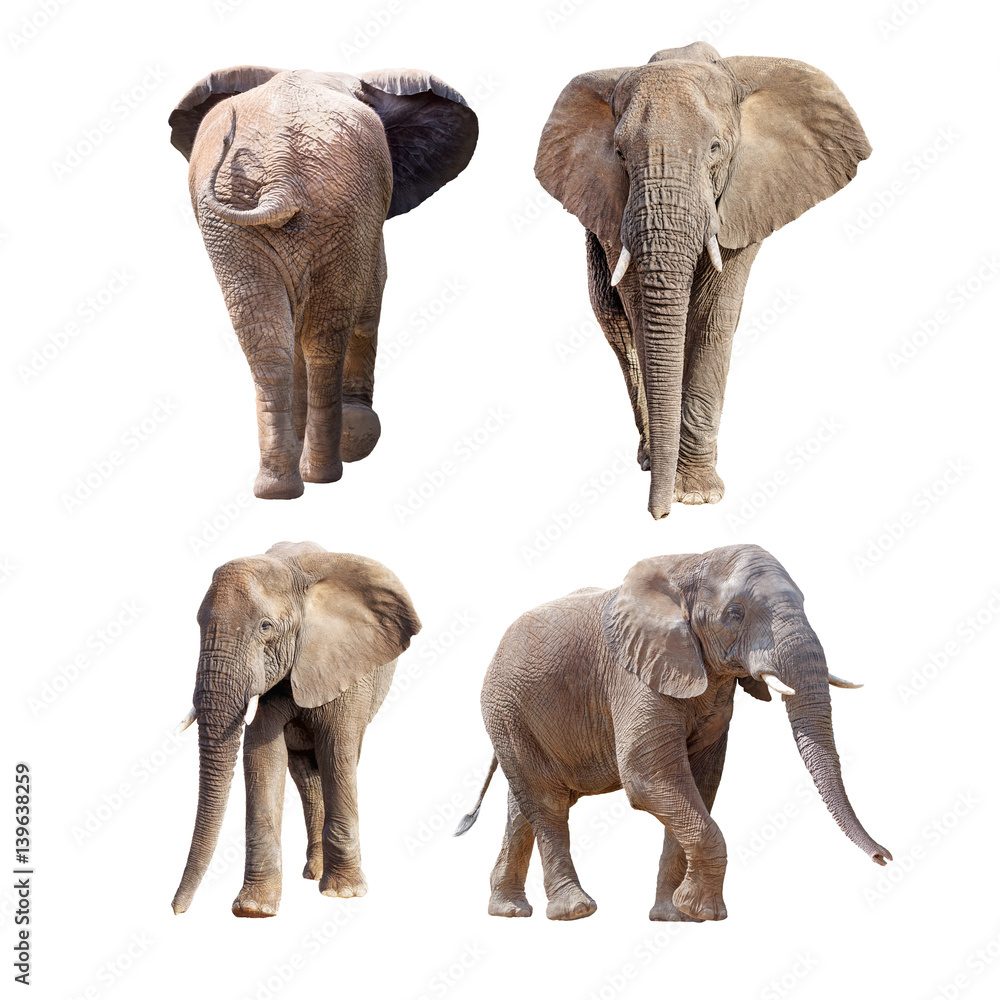Obraz premium African Elephants Different Positions Isolated