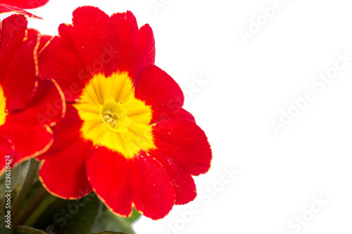 Closeup macro red yellow primrose flowers background